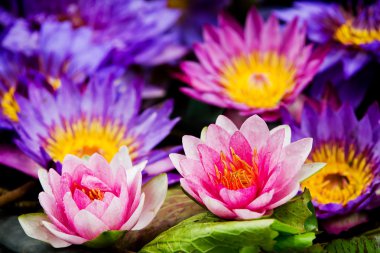 güzel, lotus.