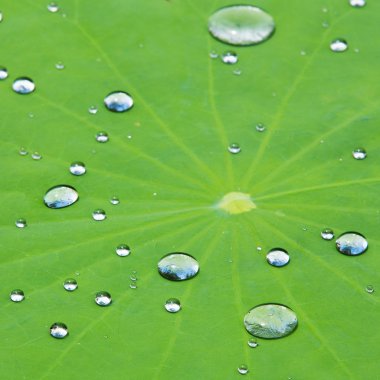 lotus yaprağı üzerinde Su damlacıkları