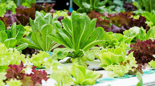 Hydroponics Vegetable