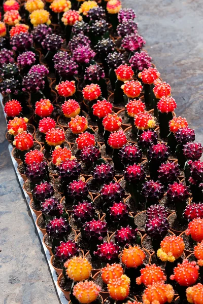 Cactus colorido . —  Fotos de Stock