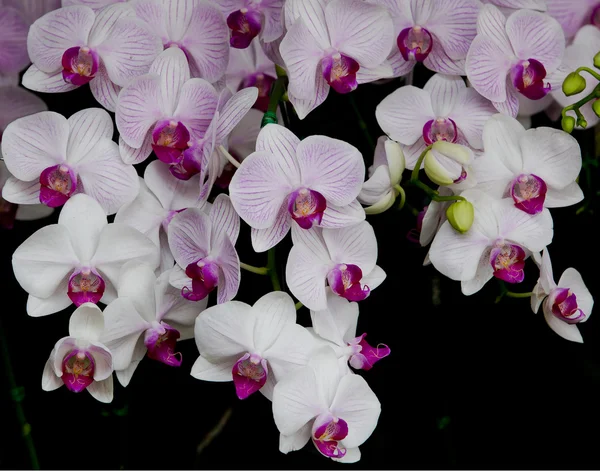 Orchid květy — Stock fotografie