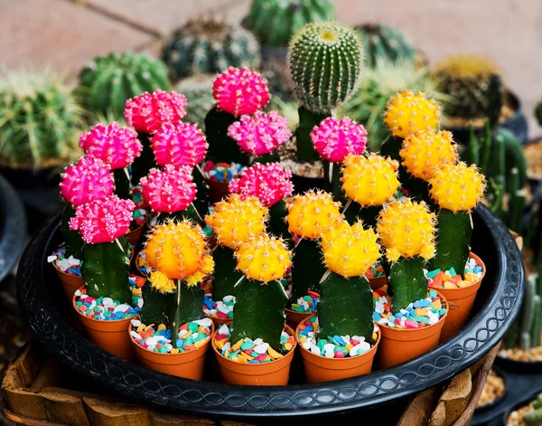 Colorful cactus. — Stock Photo, Image