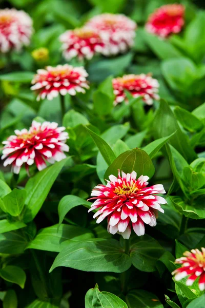 Schöne Zinnien. — Stockfoto