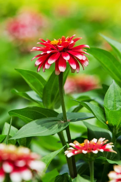 Schöne Zinnien. — Stockfoto