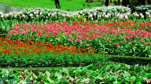 Hübsch gepflegter Blumengarten mit bunten — Stockfoto