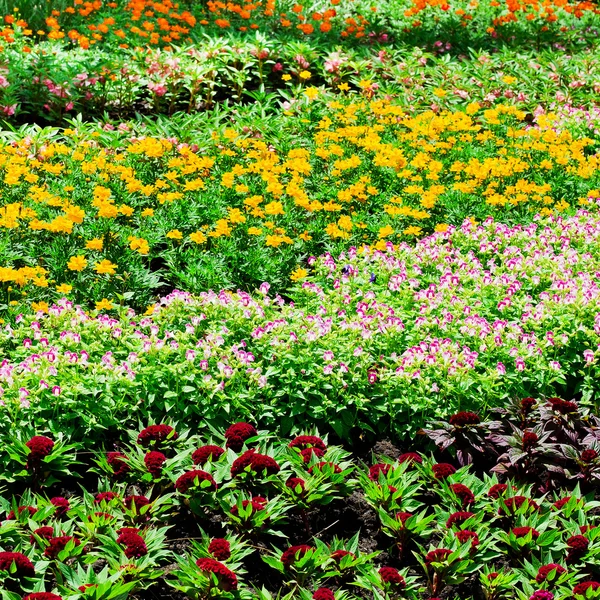 Pěkně udržovanou květinovou zahradu s barevnými — Stock fotografie