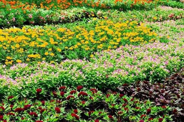 Bonito jardín de flores cuidado con colorido — Foto de Stock