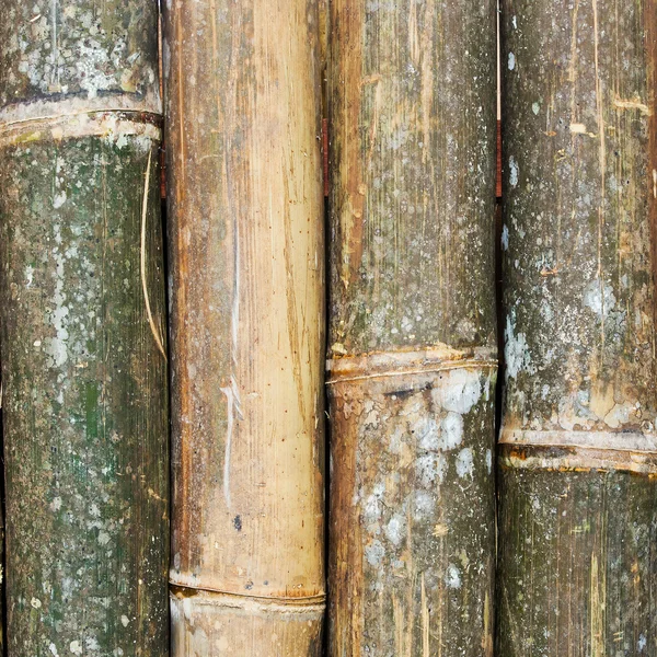 Bamboo fence — Stock Photo, Image