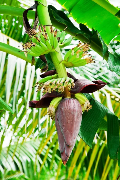 Blossom of the banana tree — Stock Photo, Image