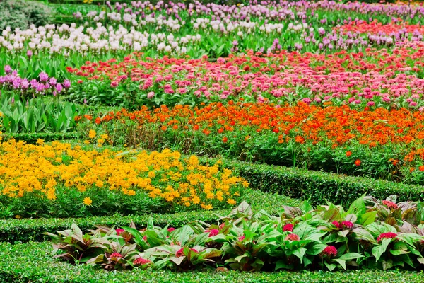 Farverige blomsterbede - Stock-foto