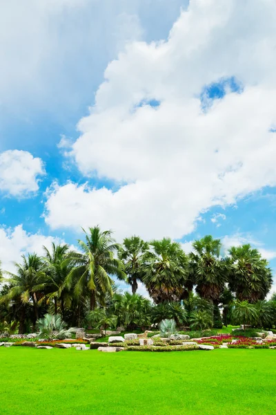 Güzel palm garden. — Stok fotoğraf