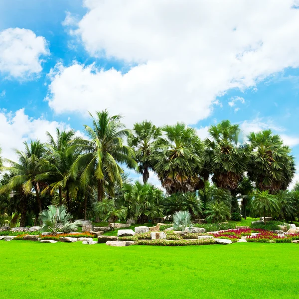 Güzel palm garden. — Stok fotoğraf