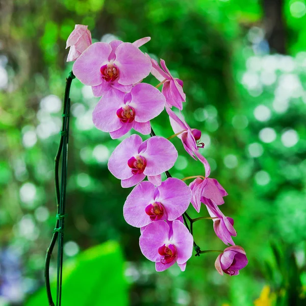 Hermosa orquídea púrpura - phalaenopsis — Foto de Stock