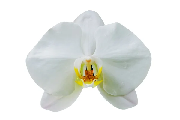 Fecho branco da orquídea — Fotografia de Stock