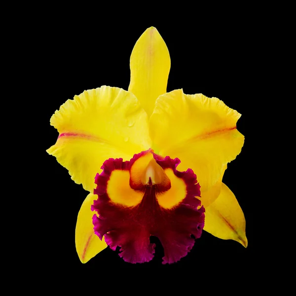 Lysegule orkideblomster – stockfoto