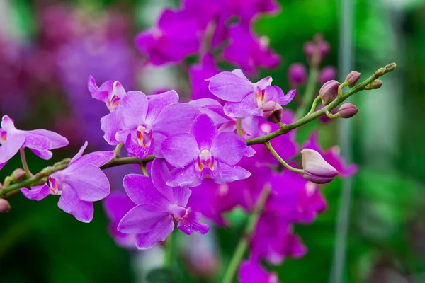 Dark pink orchid flowers — Stock Photo, Image