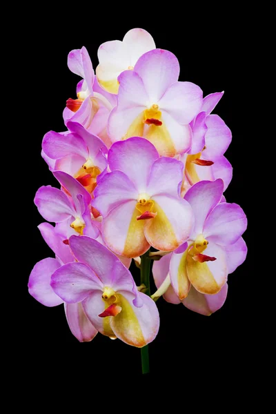 Květy orchidejí izolovaných na černém pozadí — Stock fotografie