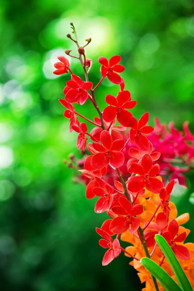 Red orchid flowers — Stock Photo, Image