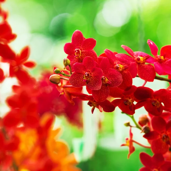 Fleurs rouges d'orchidée — Photo