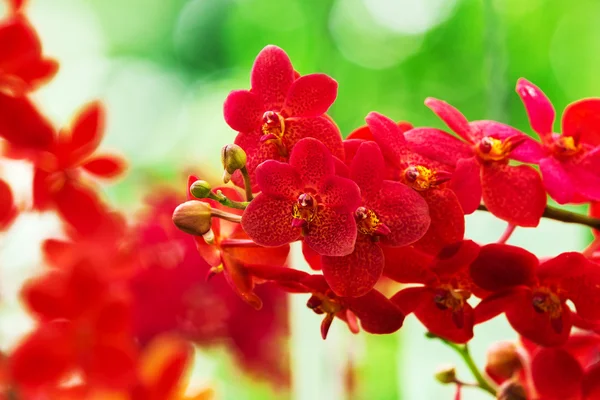 Fleurs rouges d'orchidée — Photo