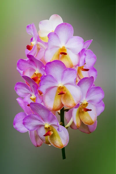 Koyu pembe orkide çiçekler — Stok fotoğraf