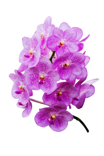 Flores de orquídea rosa escuro isolado no fundo branco — Fotografia de Stock