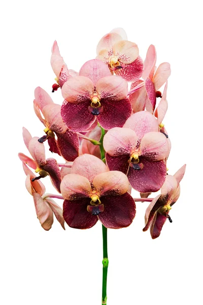 Hnědé květy orchidejí izolovaných na bílém pozadí — Stock fotografie