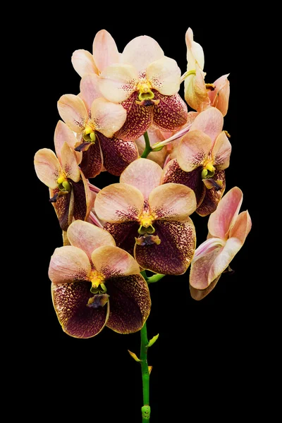 Květy orchidejí izolovaných na černém pozadí — Stock fotografie