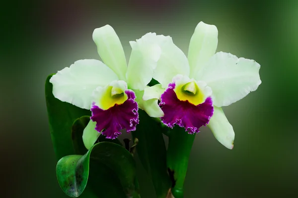 Fleurs d'orchidée verte — Photo