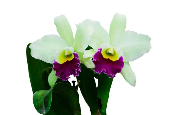 Grønne orkideen blomster – stockfoto