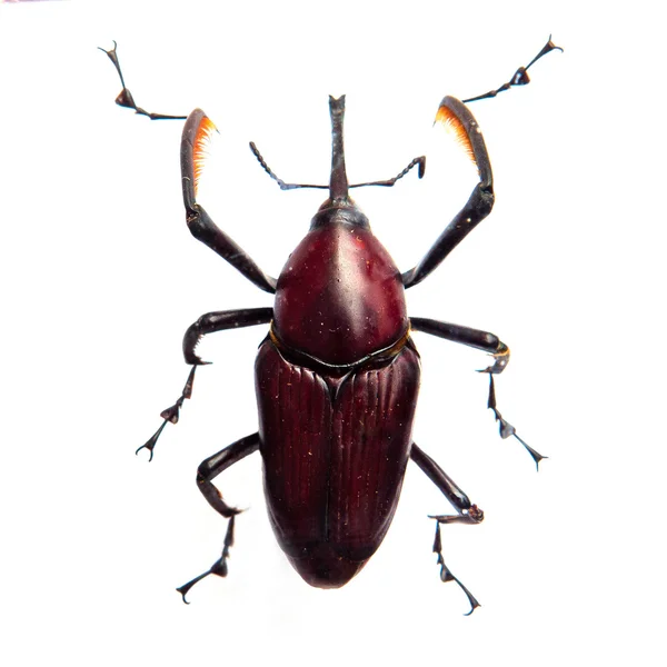Escarabajo Dynastes granti — Foto de Stock