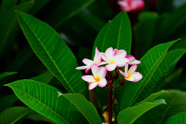 Närbild skott för röda frangipani blommor mot gröna blad — Stockfoto