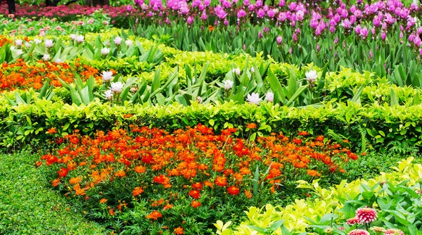 Farverig blomst i haven - Stock-foto
