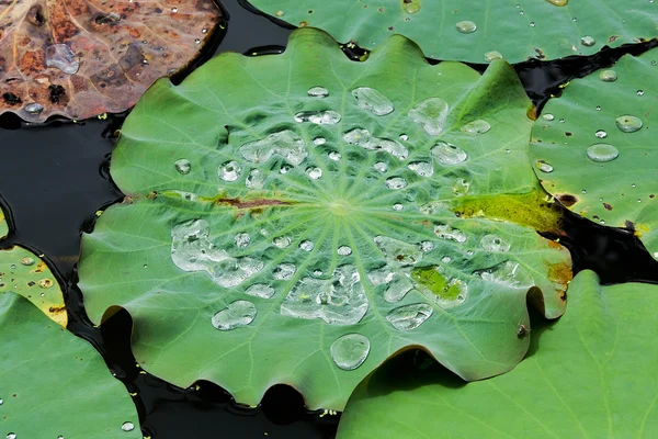 Drops of Water on Lotus Leaf — Stock Photo, Image