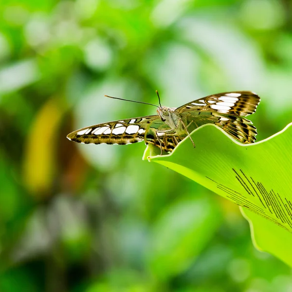 Butterfly — Stock Photo, Image