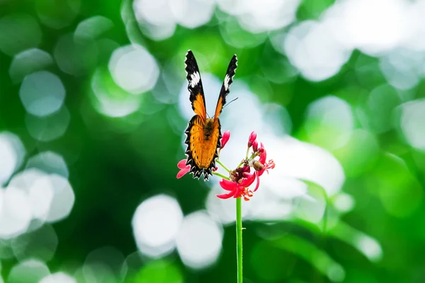 Néctar de mariposa . — Foto de Stock