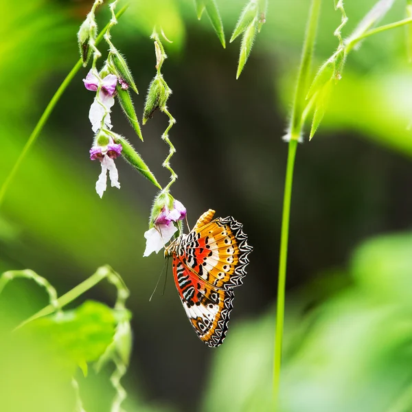 Mariposa. — Foto de Stock