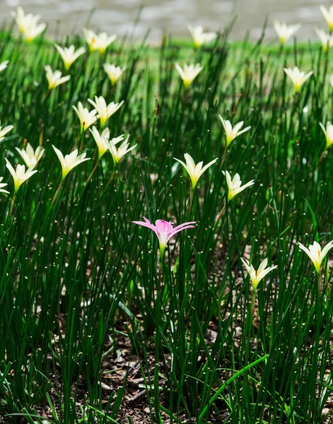 Pretty manicured flower garden with colorful — Stock Photo, Image