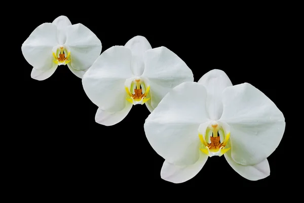 Flores de orquídeas isoladas em fundo preto — Fotografia de Stock