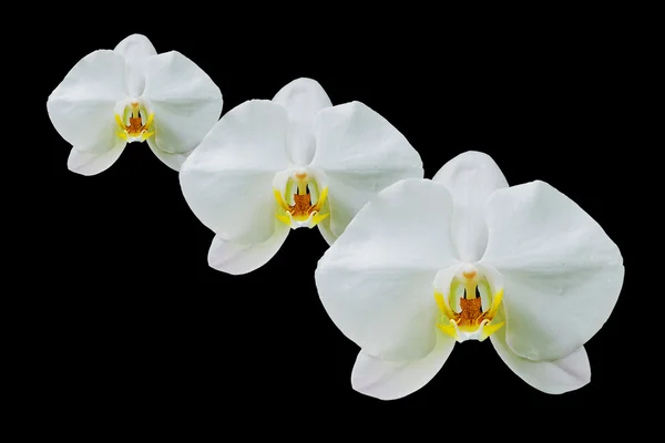 Květy orchidejí izolovaných na černém pozadí — Stock fotografie