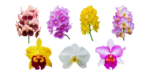 Kolekce orchideje květiny izolované na bílém — Stock fotografie
