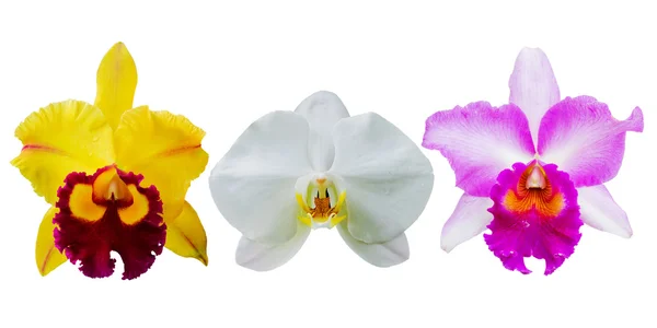 Kolekce orchideje květiny izolované na bílém — Stock fotografie