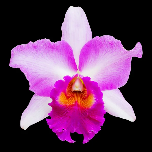 Světle růžové květy orchidejí — Stock fotografie