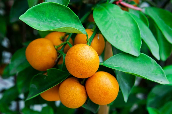 Větev pomerančovníku ovoce zelené listy — Stock fotografie