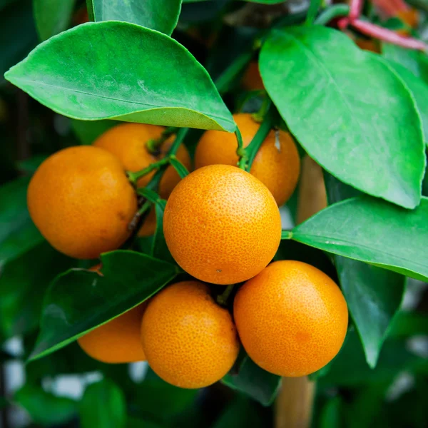 Galho laranjeira frutas folhas verdes — Fotografia de Stock