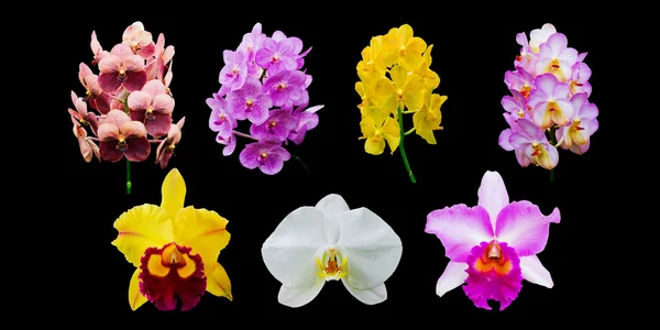 Samling av orkideblomst isolert på svart – stockfoto