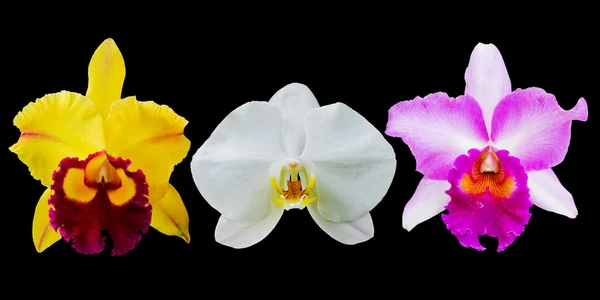 Coleção de flor de orquídea isolada em preto — Fotografia de Stock