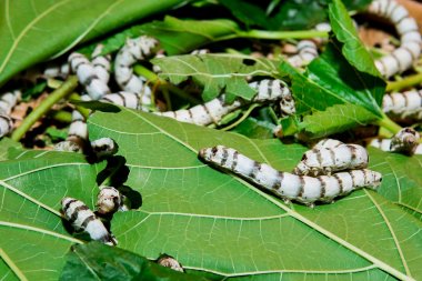 Close up Silkworm eating mulberry green leaf clipart