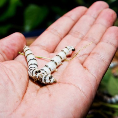 el - Cecropia güve, Hyalophora cecropia ipek tırtıl