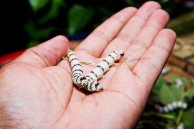 el - Cecropia güve, Hyalophora cecropia ipek tırtıl